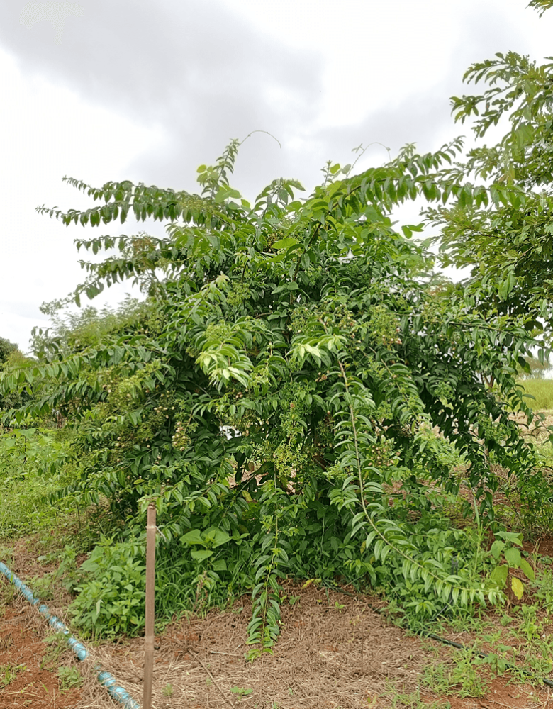 Pereskia aculeata – foto B Pereskia aculeata - Fotos de Izabel Cristina dos Santos