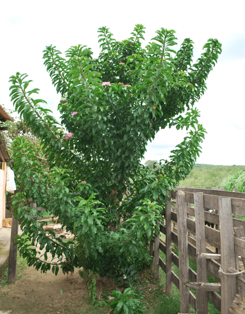 Pereskia grandifolia Pereskia grandifolia - Fotos de Izabel Cristina dos Santos