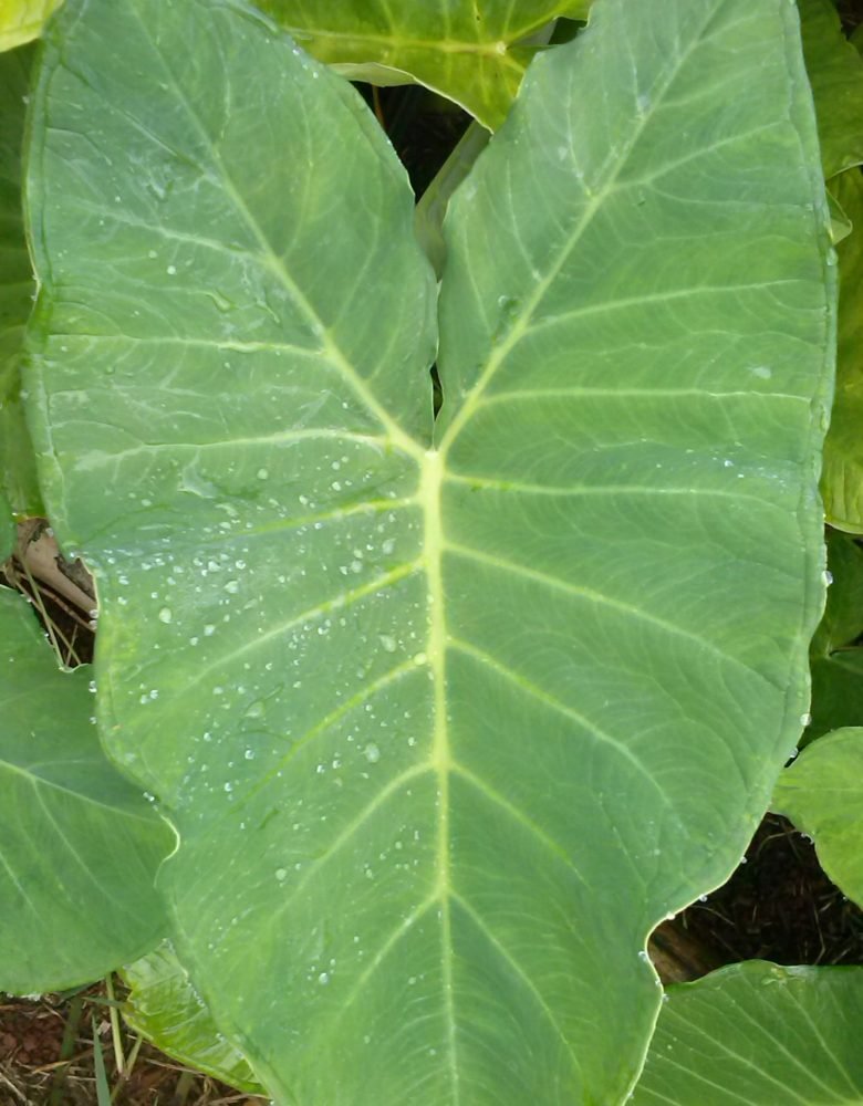 Taioba
Xanthosoma sagittifolium (L.) Schott
Família Araceae