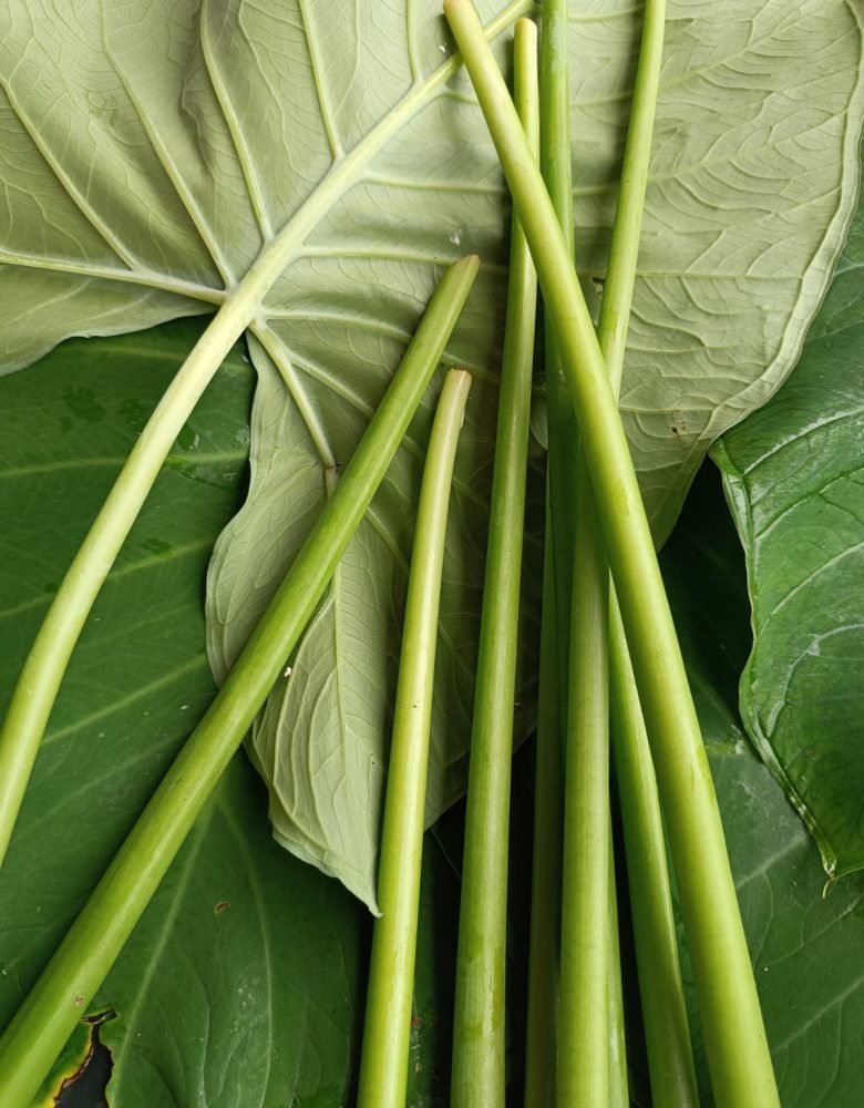 Taioba – talos verso da folha Taioba - talos verso da folha