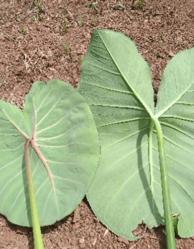 Folhas de taioba e de taro. A – Face adaxial (verso) Folhas de taioba e de taro. A – Face adaxial (verso)