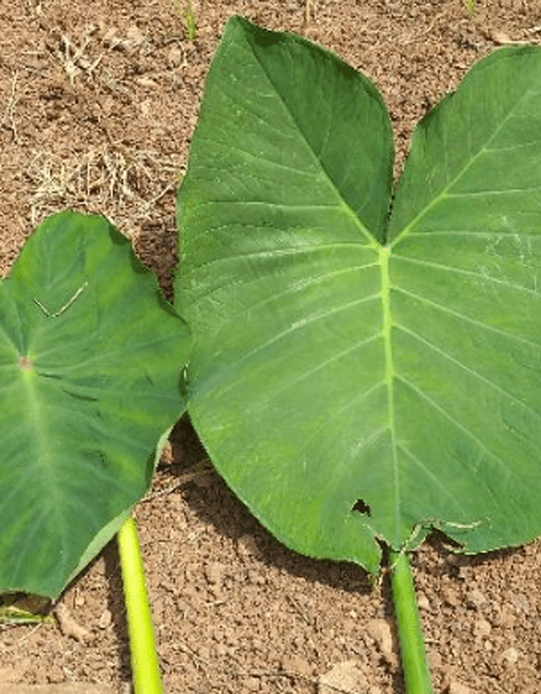 Folhas de taioba e de taro. B – Face abaxial (frente) Folhas de taioba e de taro. B - Face abaxial (frente)