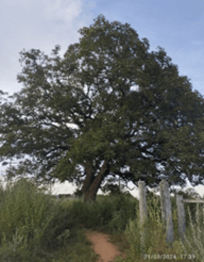 Pequi Fotos de Juliana M. Oliveira