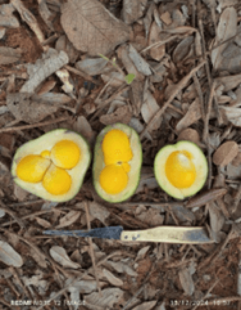 Pequi Fotos de Juliana M. Oliveira