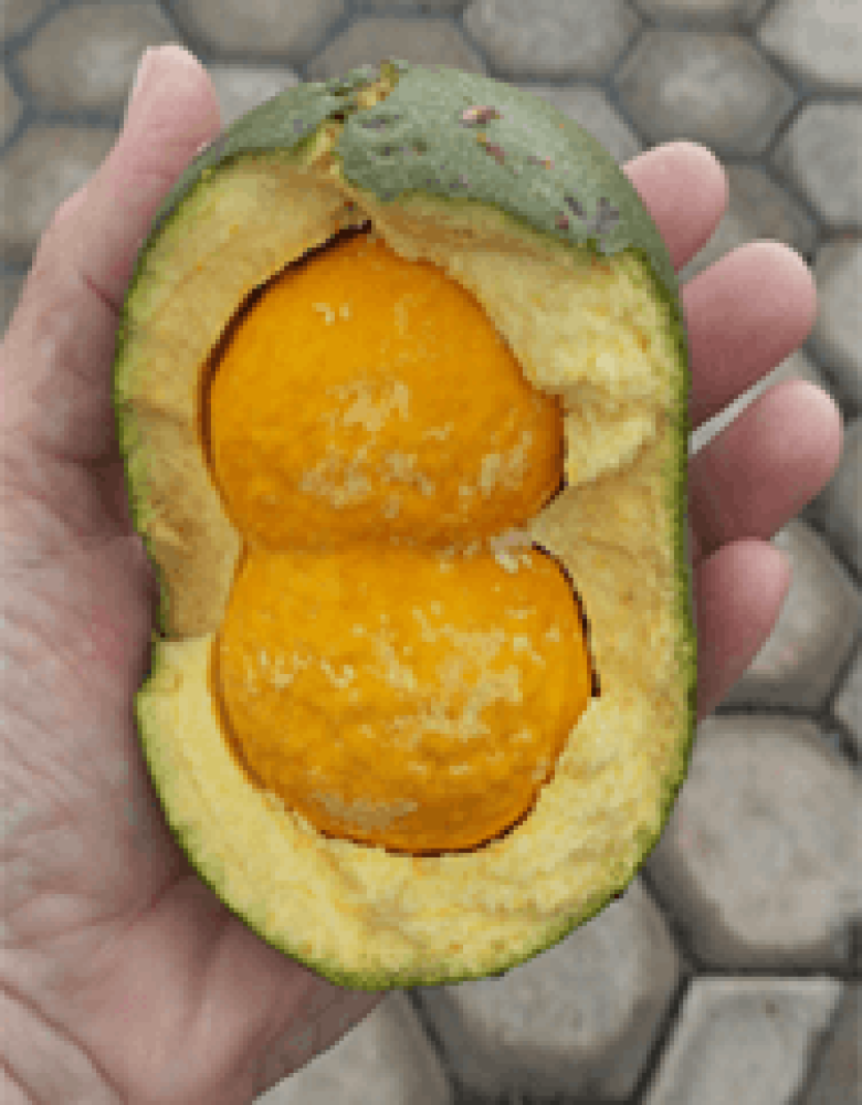 Pequi Fotos de Juliana M. Oliveira