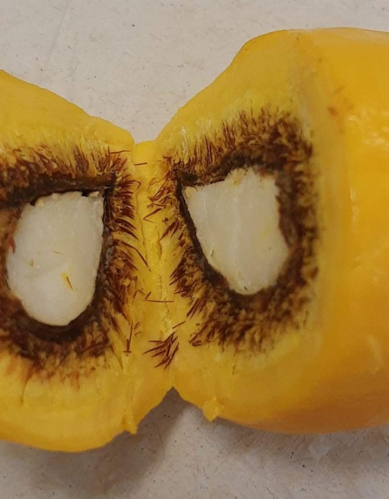 Pequi fruto aberto Pequi fruto aberto