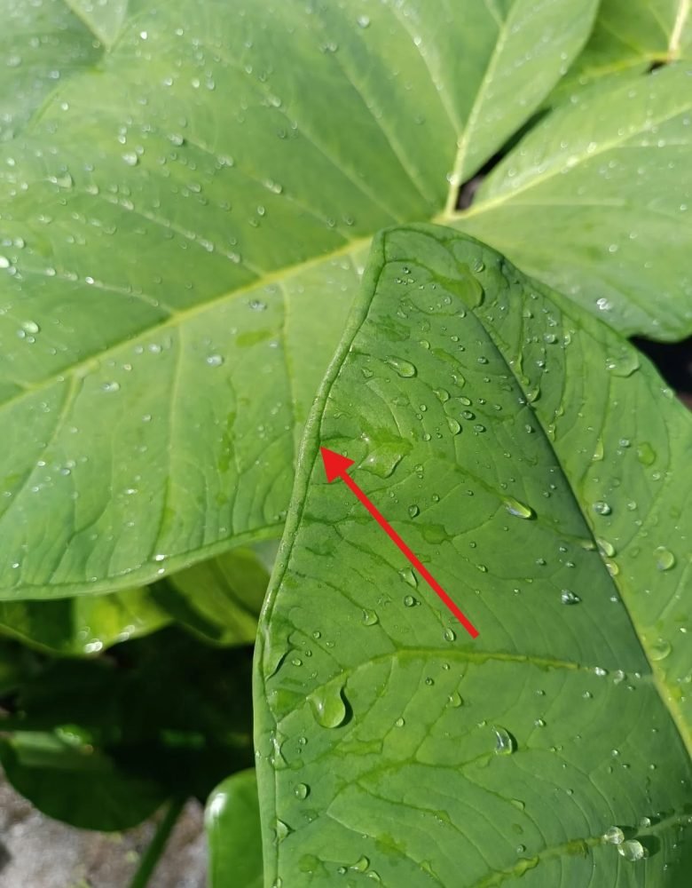 Taioba – Linha ao redor da folha Taioba - Linha ao redor da folha