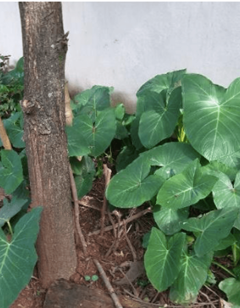 Taioba
Xanthosoma sagittifolium (L.) Schott
Família Araceae