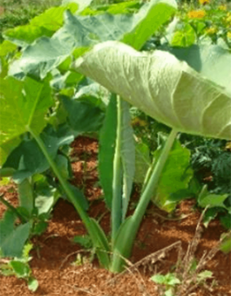 Taioba
Xanthosoma sagittifolium (L.) Schott
Família Araceae