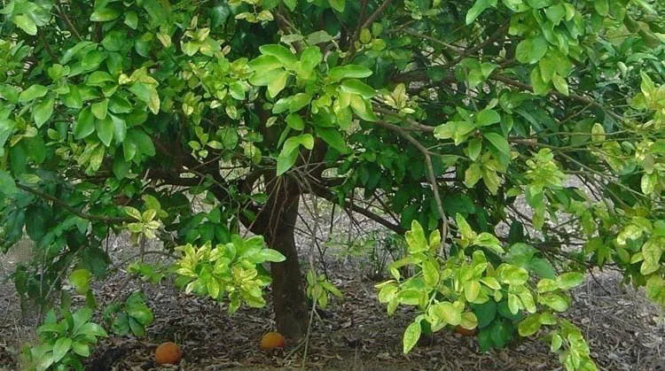 Ramos amarelos bem destacados na copa são sintoma típico da infecção