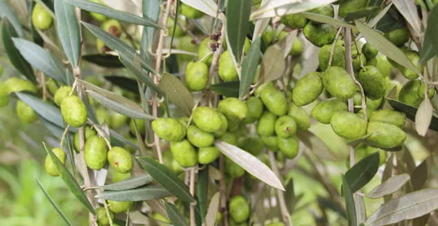 Olivicultura será um dos temas no Frutifica Minas em Maria da Fé. Foto: Erasmo Reis - EPAMIG