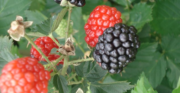Cultivo de pequenas frutas é opção para diversificação da produção. Foto: Emerson Gonçalves -EPAMIG