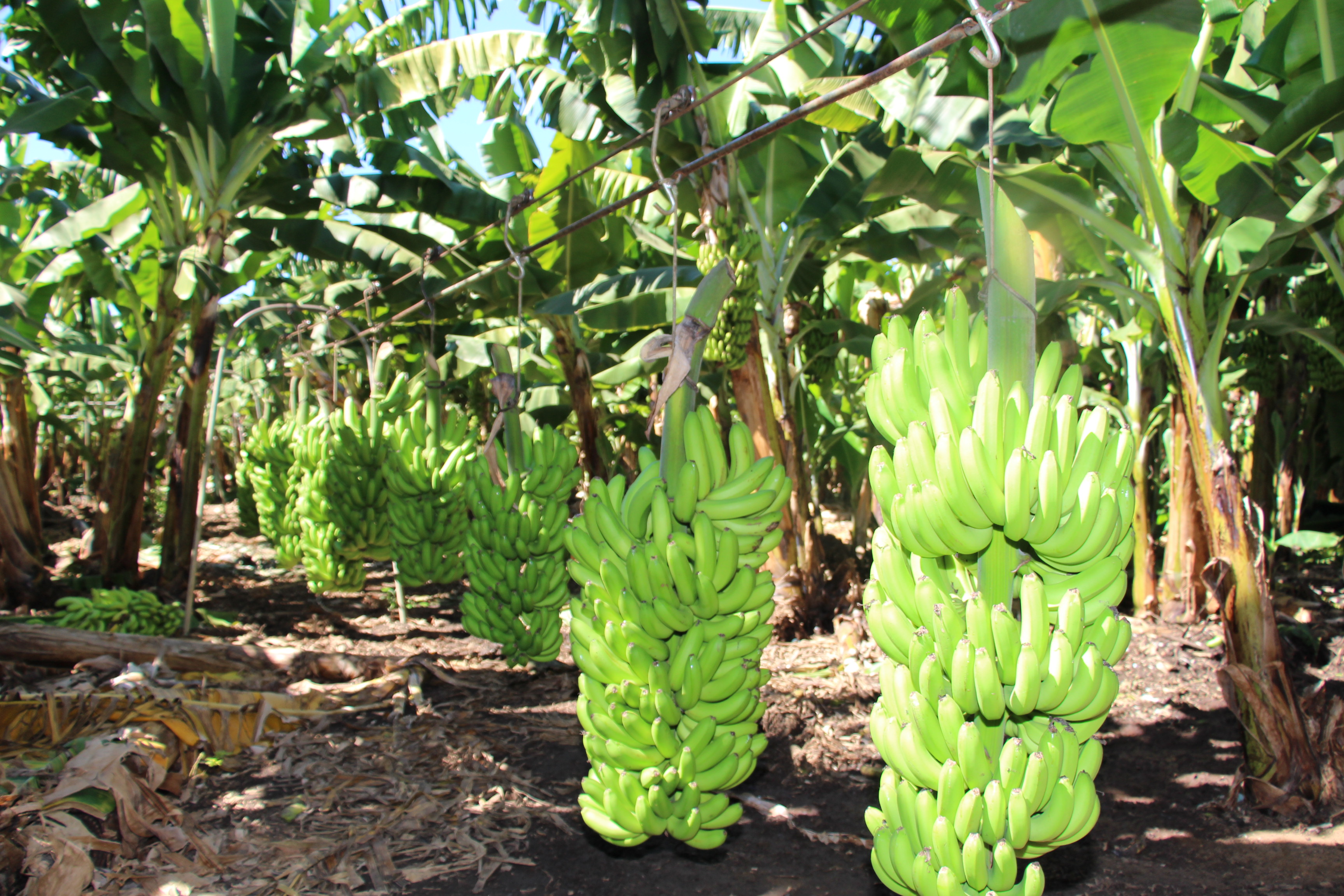 9473 - Norte de Minas produz mais de 50% da banana produzida no Estado. Foto Erasmo Pereira-EPAMIG