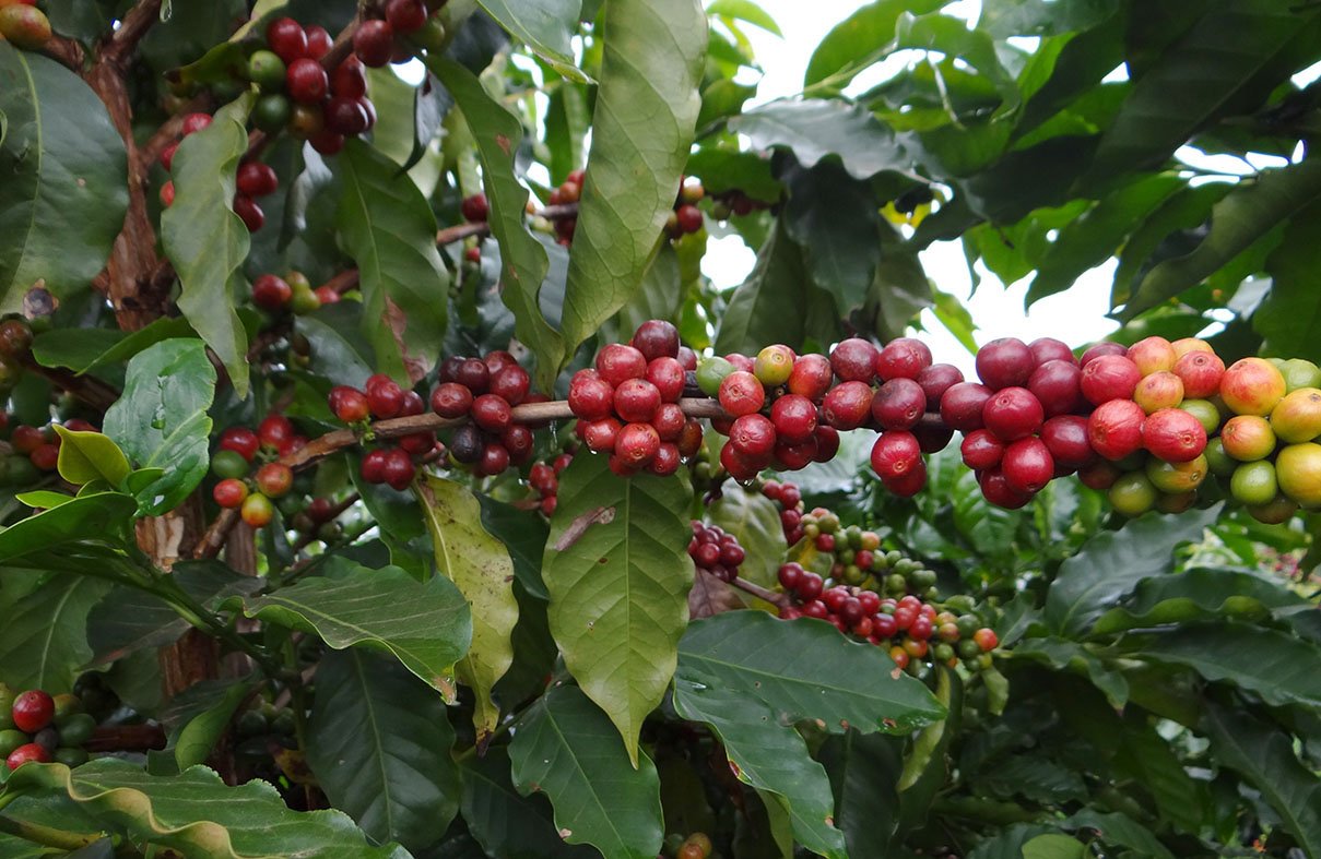 catiguá 2