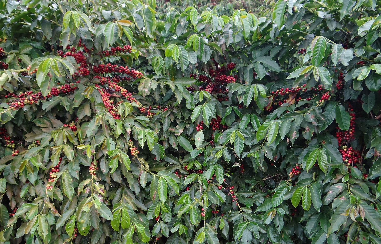 catiguá 3