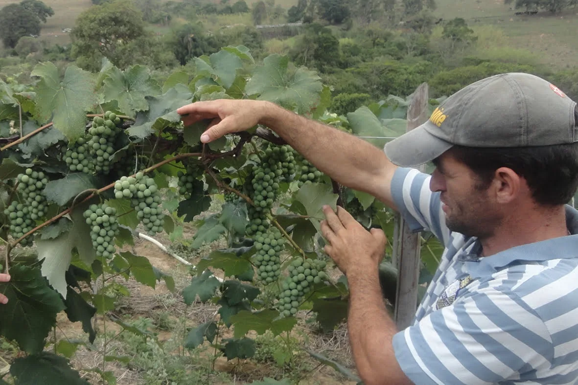 dsc01052-vando-comemora-a-qualidade-dos-frutos-em-funcao-do-microclima-favoravel-em-carandai