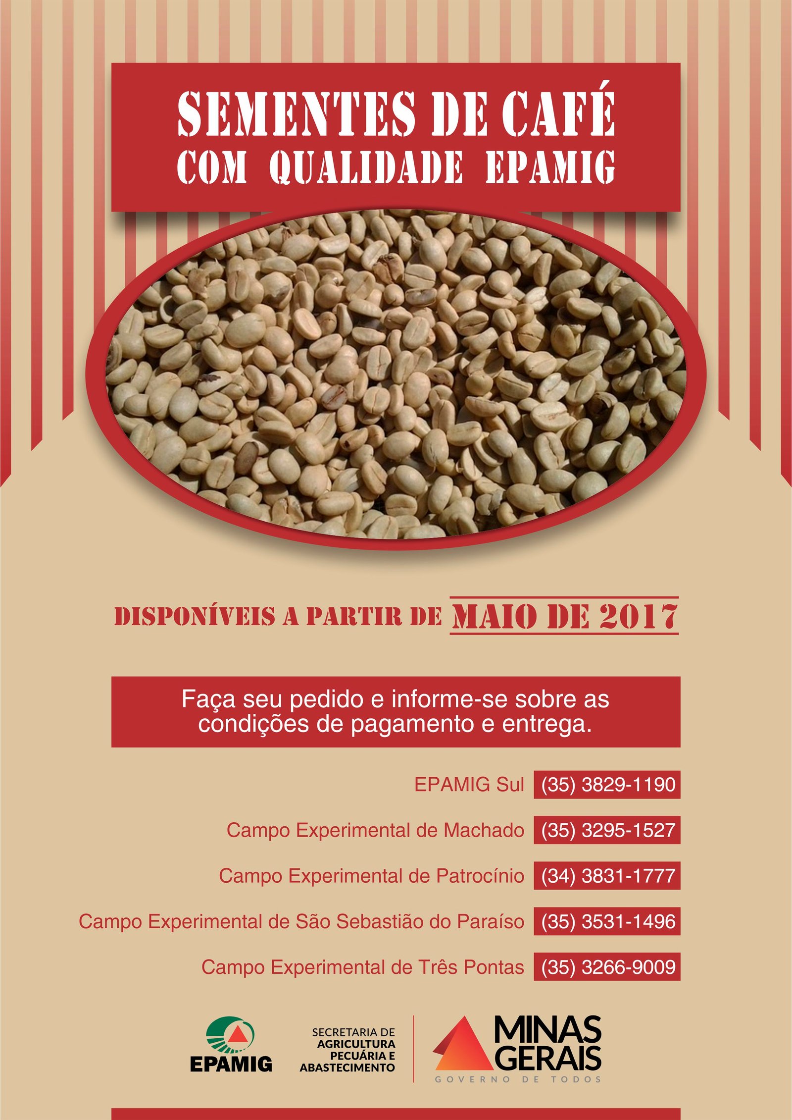 sementes-de-cafe-epamig