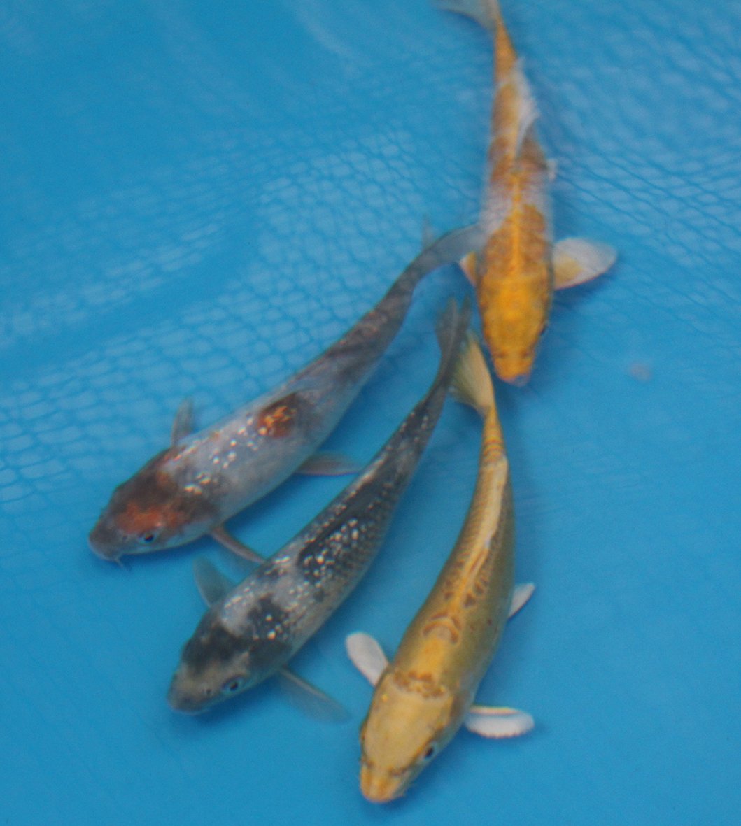 Carpa ornamental