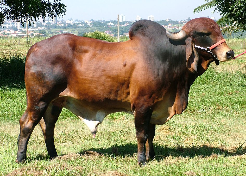 Gir CEGT 034