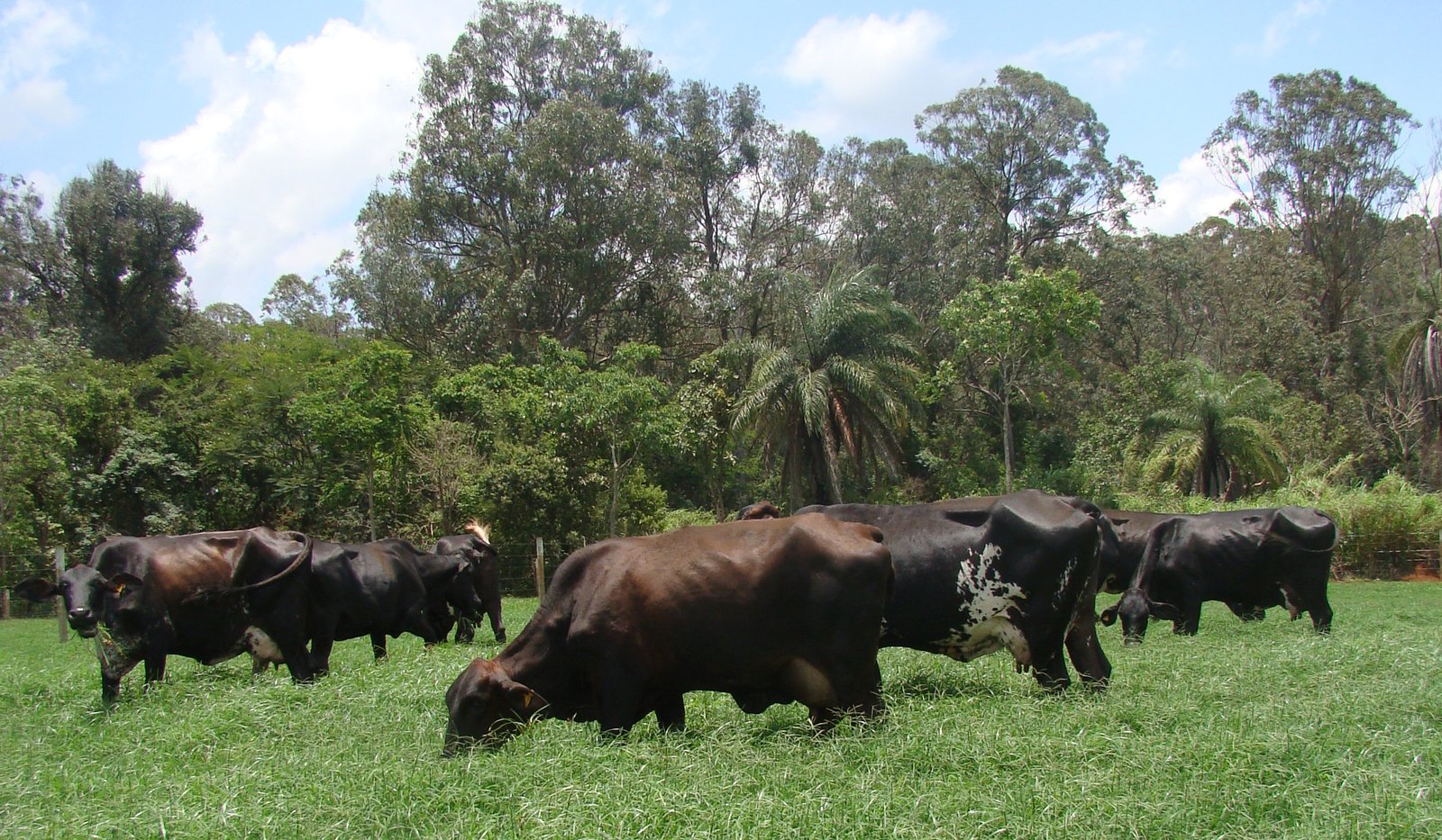 gado f1 - fazenda experimental santa rita - crédito erasmo pereira