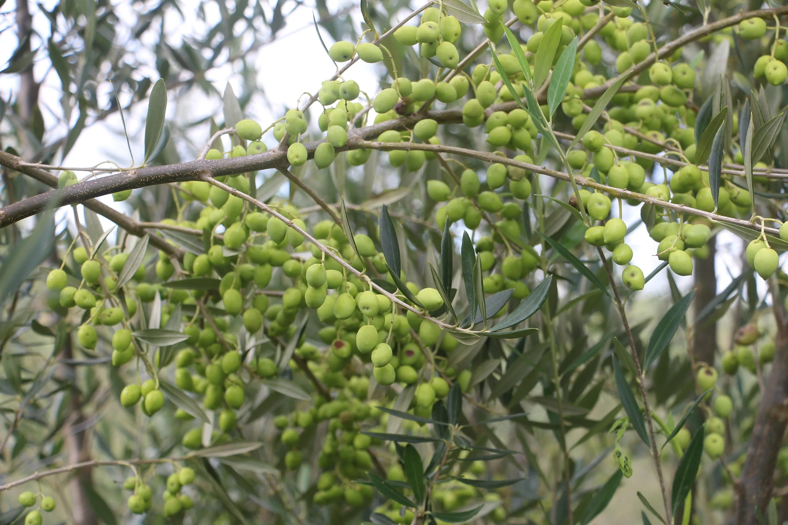 IMG_5563 Azeitona no pé