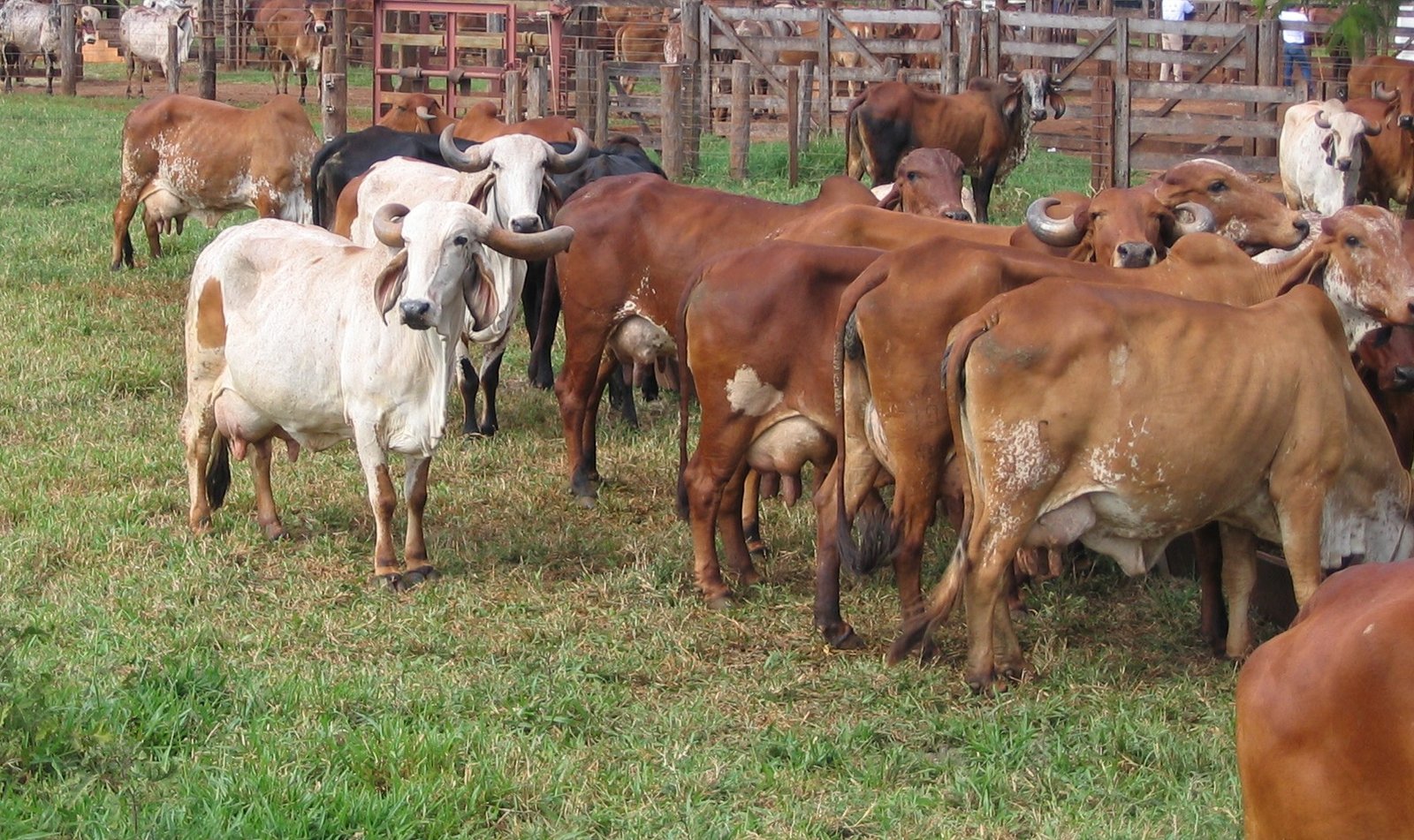 vacas gir FEGT
