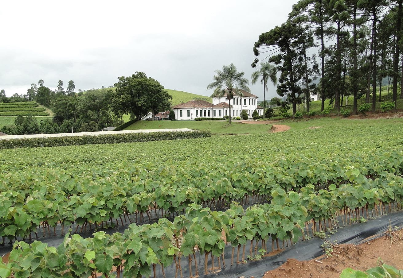 DSC07016 Campo Experimental da EPAMIG em Caldas - Crédito Erasmo Pereira