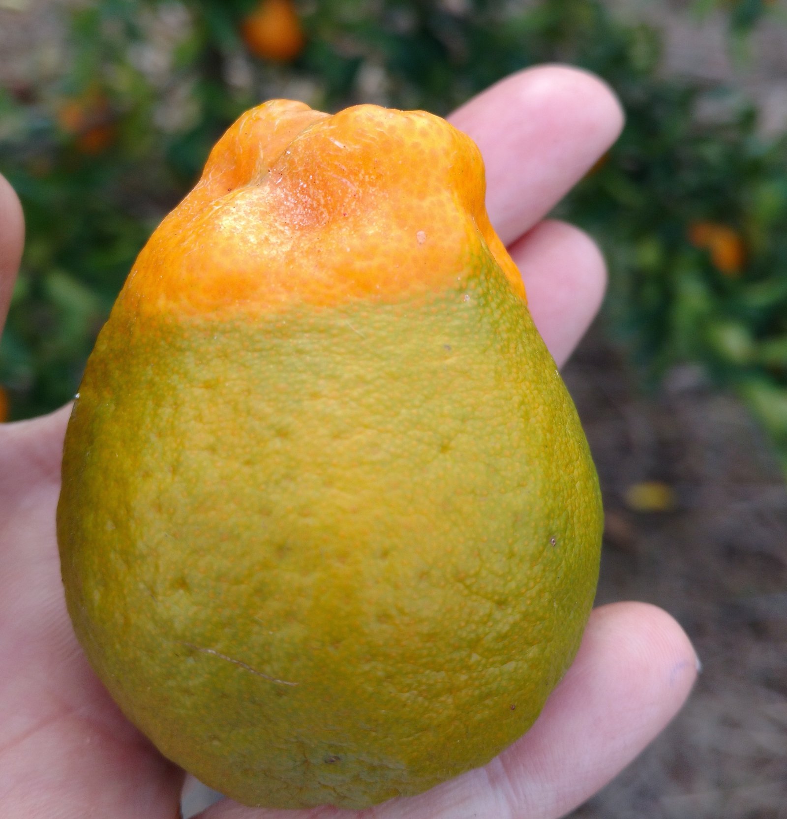 Fruto acometido pelo Greening Foto Ester Ferreira