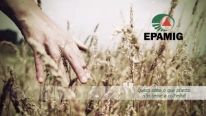 Papel de parede Epamig 02