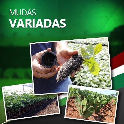 mudas