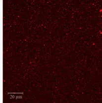 Microscopia: Leite homogeneizado