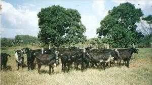 prudente de morais