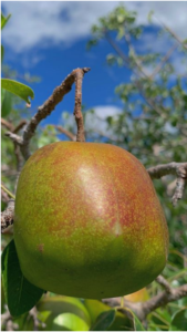 Fruto do Acesso EPAMIG-01, cultivar BRS-68.