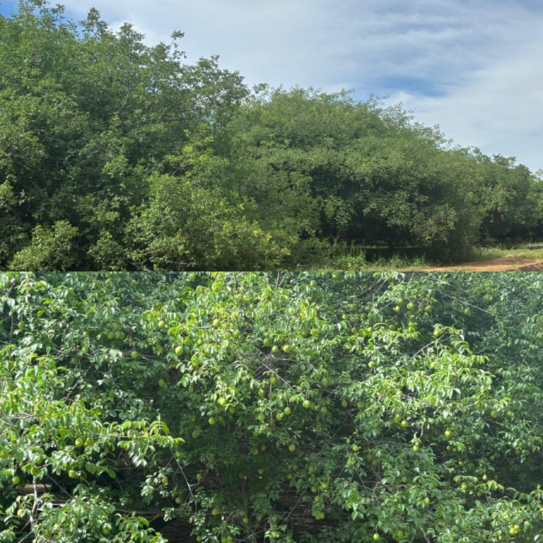 Umbuzeiros da coleção de acessos da EPAMIG Norte