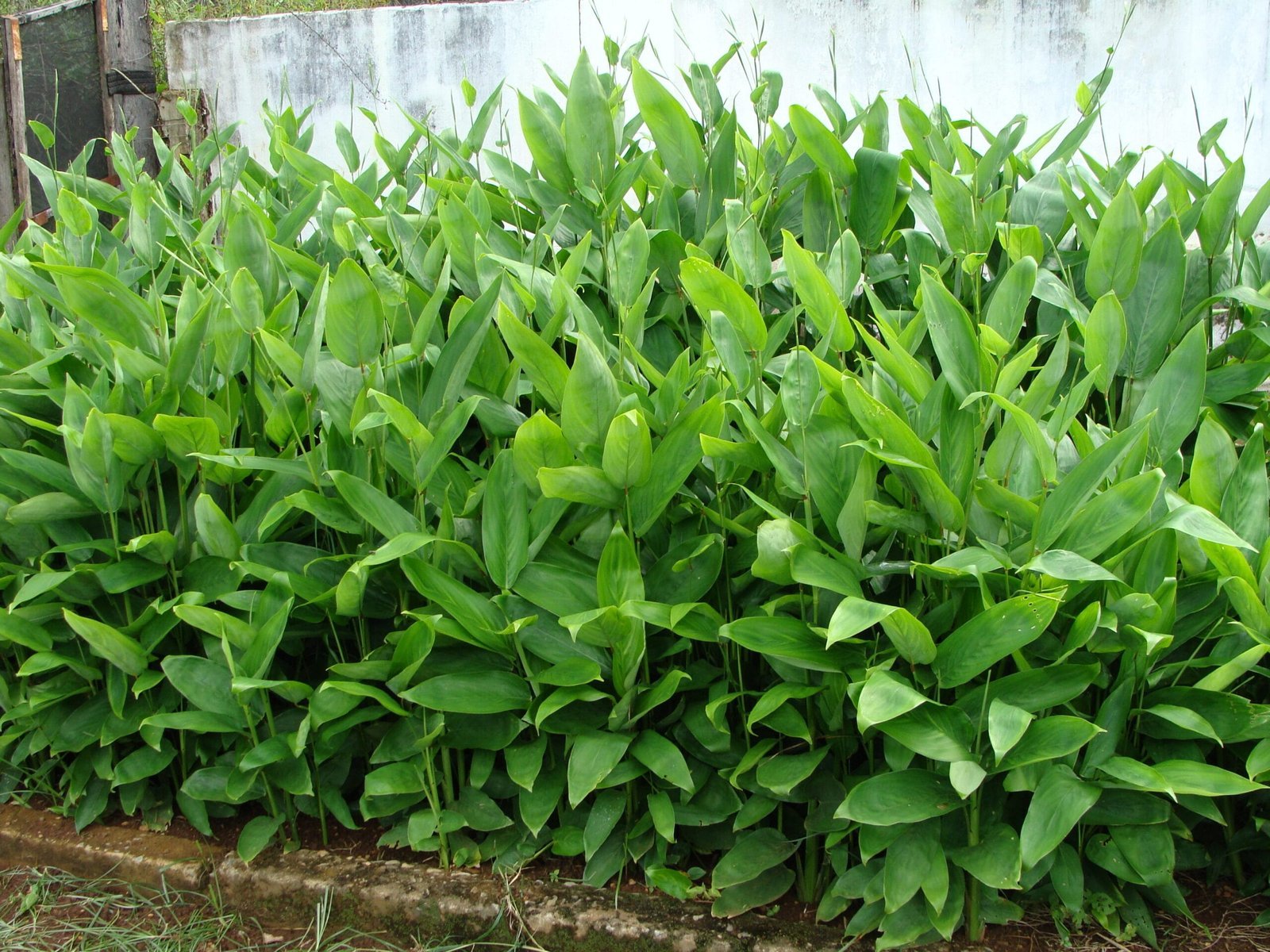 Araruta