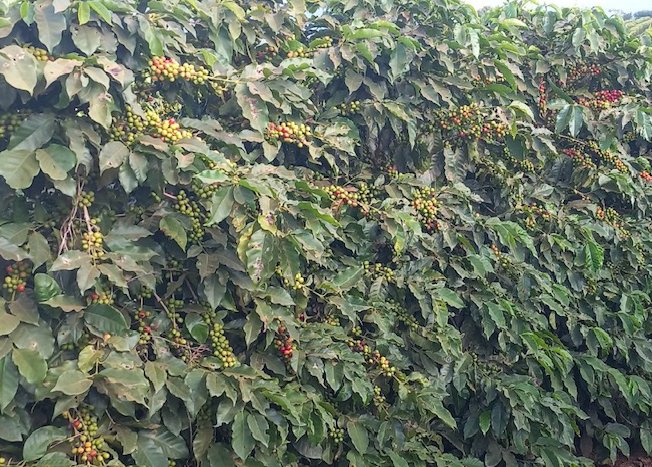 Café MGS Catucai Pioneira