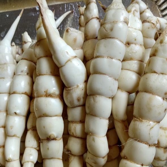 Araruta variedade Seta