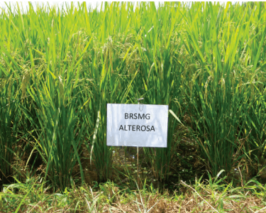 Arroz BRSMG Alterosa