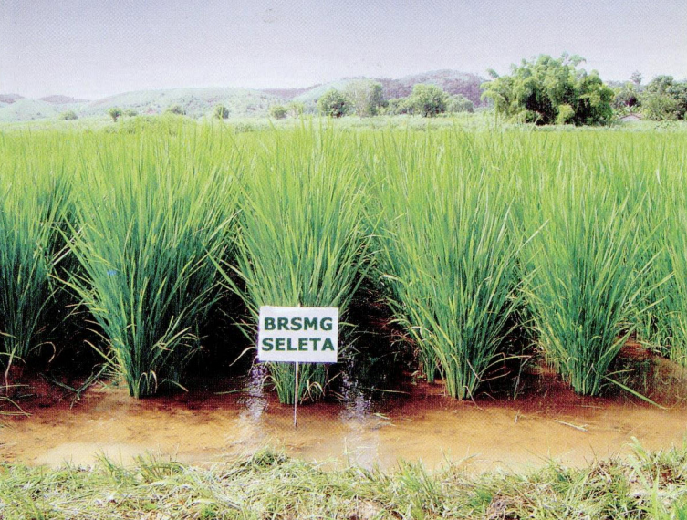 Arroz BRSMG Seleta