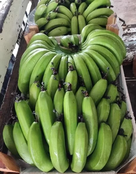 Banana ‘BRS Princesa’