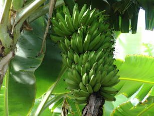 Manejo fitotécnico, nutricional e fitossanitário da banana Prata Anã