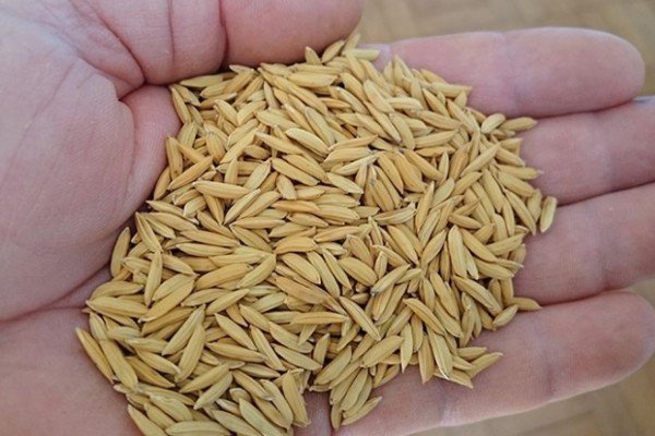 Biofortificação agronômica de grãos