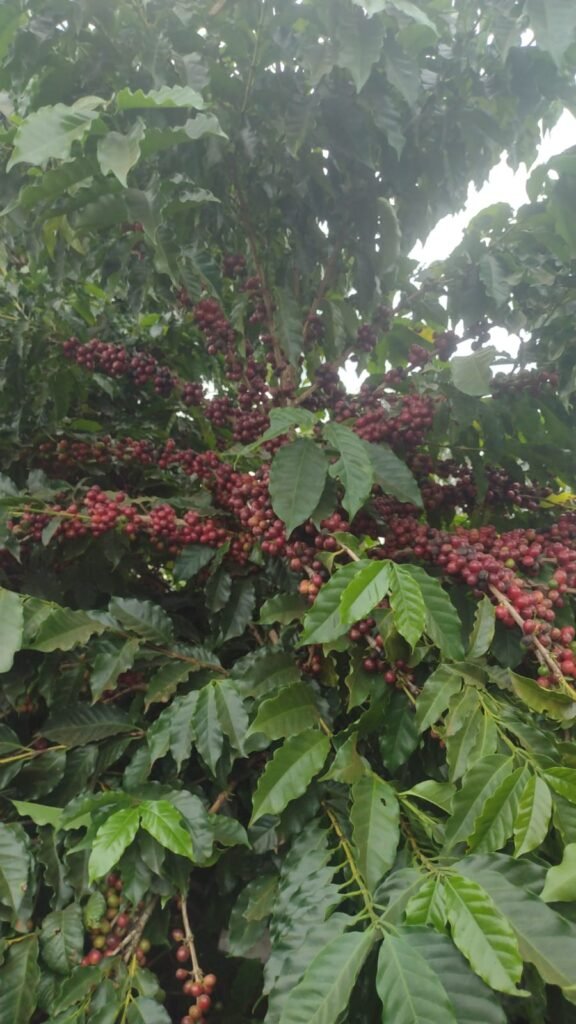 Café MGS Guaiçara
