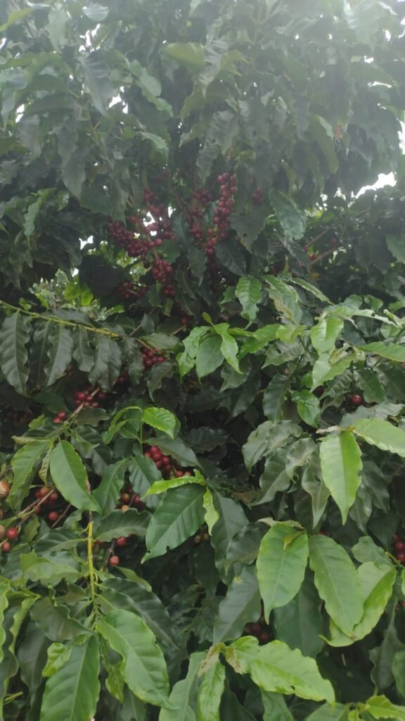 Café MGS Vereda
