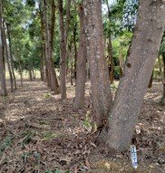 Clones de Acácia Mangium