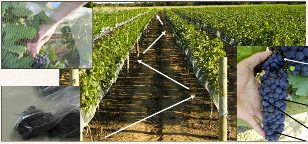 Boas praticas de acompanhamento e colheita de uvas para processamento