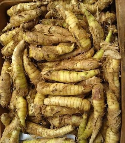 Cultivar indicada de araruta