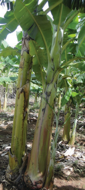 Cultivo da bananeira