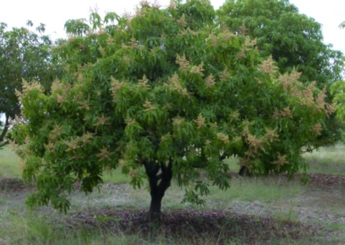 Cultivo da mangueira