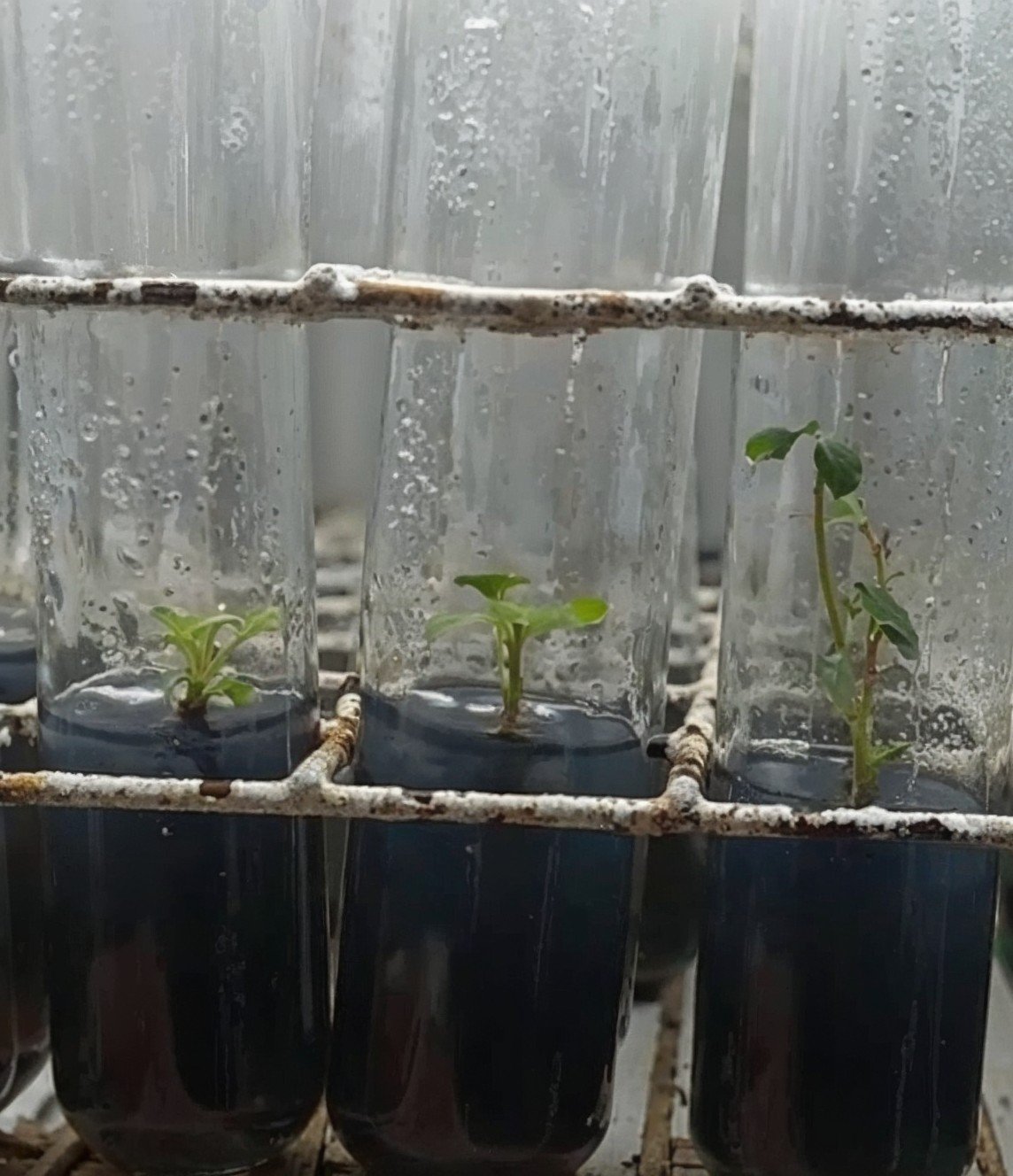 Introdução de explantes de morangueiro, in vitro, em meios de cultura